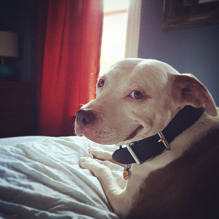 perro-pitbull-rescatado-sonrisa-brinks (3)