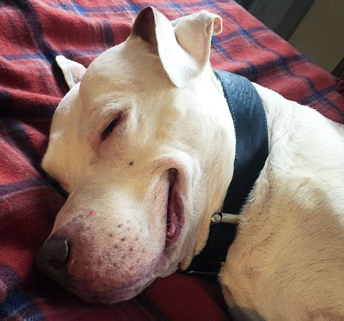 perro-pitbull-rescatado-sonrisa-brinks (4)