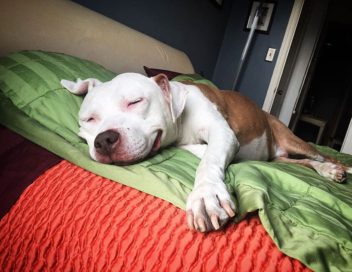 perro-pitbull-rescatado-sonrisa-brinks (5)
