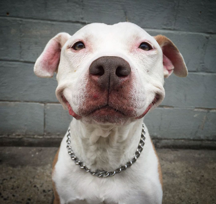perro-pitbull-rescatado-sonrisa-brinks (6)