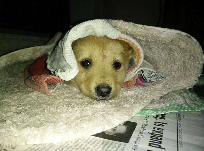 perros-adoptados-primer-dia-casa (1)