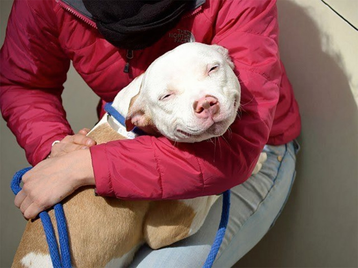perros-adoptados-primer-dia-casa (13)