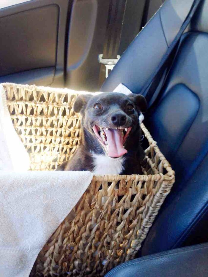 perros-adoptados-primer-dia-casa (6)