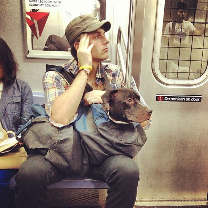 perros-grandes-bolsos-metro-nueva-york (1)