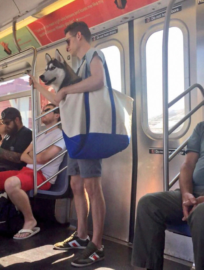 perros-grandes-bolsos-metro-nueva-york (2)