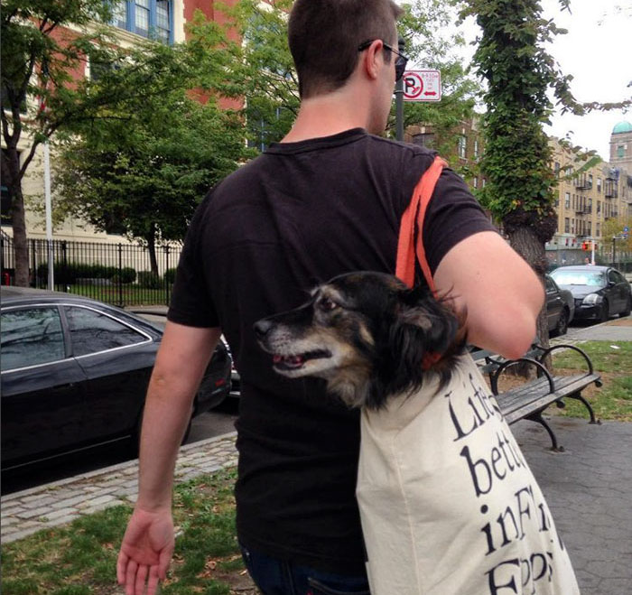 perros-grandes-bolsos-metro-nueva-york (3)