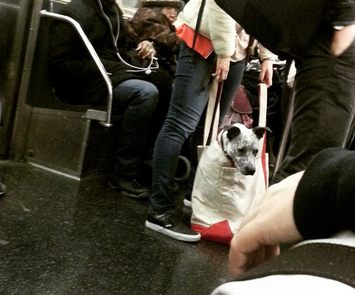 perros-grandes-bolsos-metro-nueva-york (4)