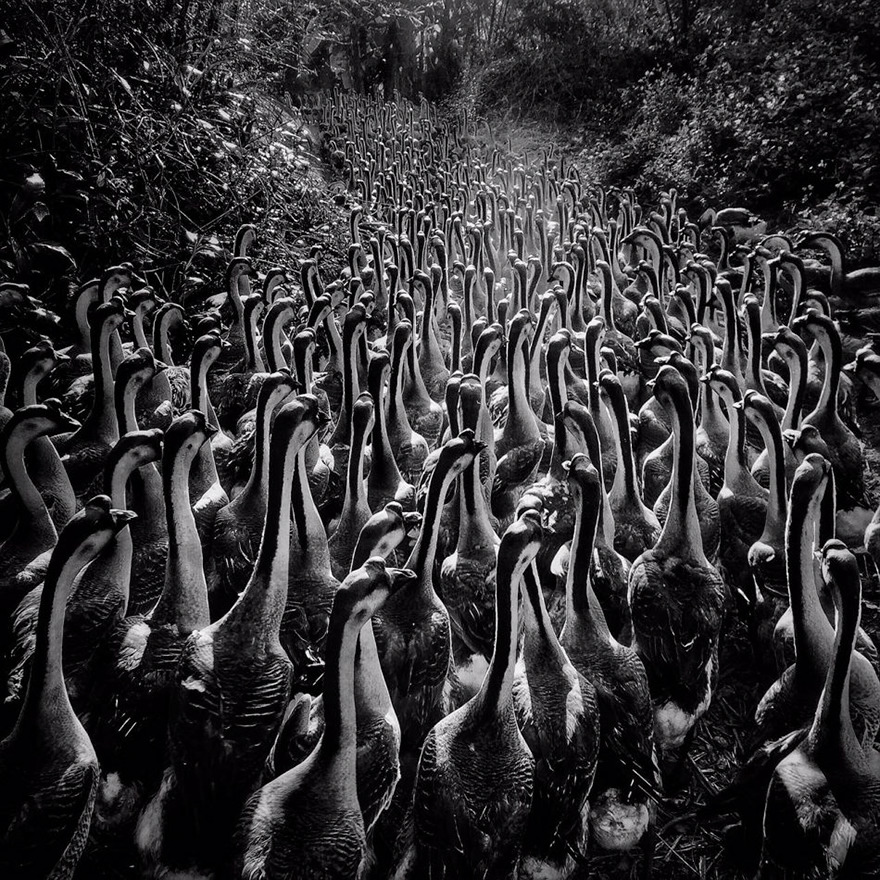 premios-fotografia-iphone-ippawards-2016 (6)