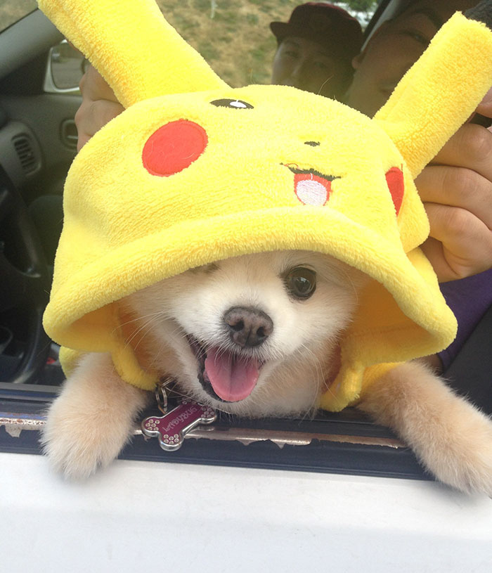 refugio-animal-paseo-perros-pokemon-go (1)