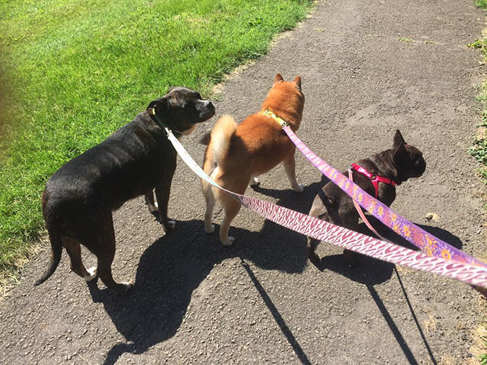 refugio-animal-paseo-perros-pokemon-go (2)