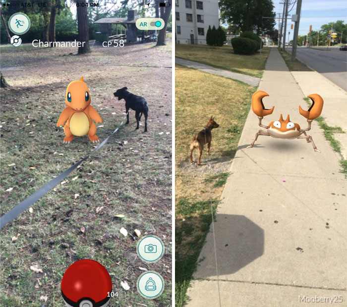refugio-animal-paseo-perros-pokemon-go (5)