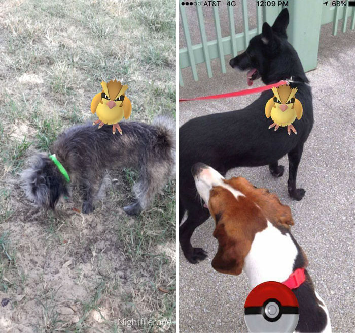refugio-animal-paseo-perros-pokemon-go (6)