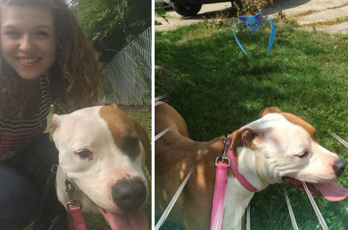 refugio-animal-paseo-perros-pokemon-go (8)