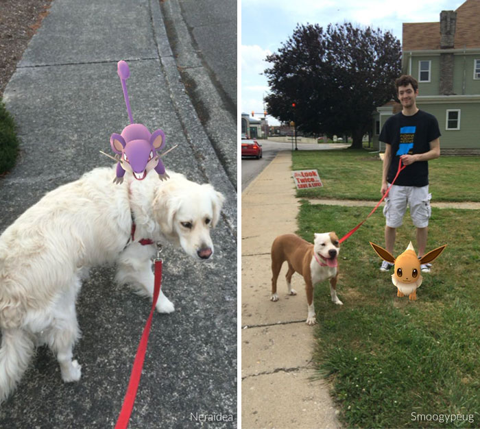 refugio-animal-paseo-perros-pokemon-go (9)