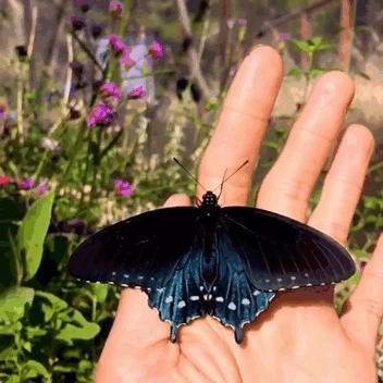 repoblacion-especie-mariposa-tim-wong-california (1)