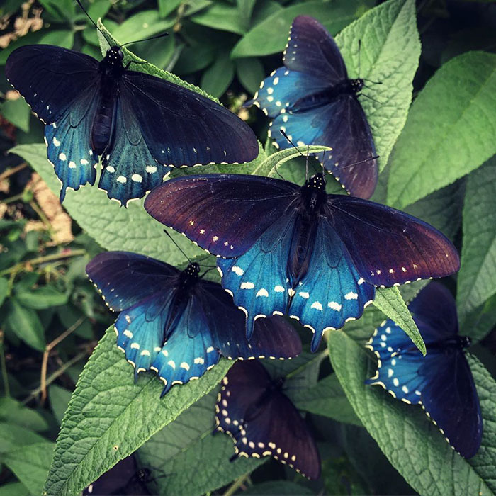 repoblacion-especie-mariposa-tim-wong-california (1)