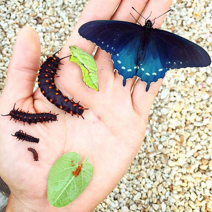 repoblacion-especie-mariposa-tim-wong-california (2)