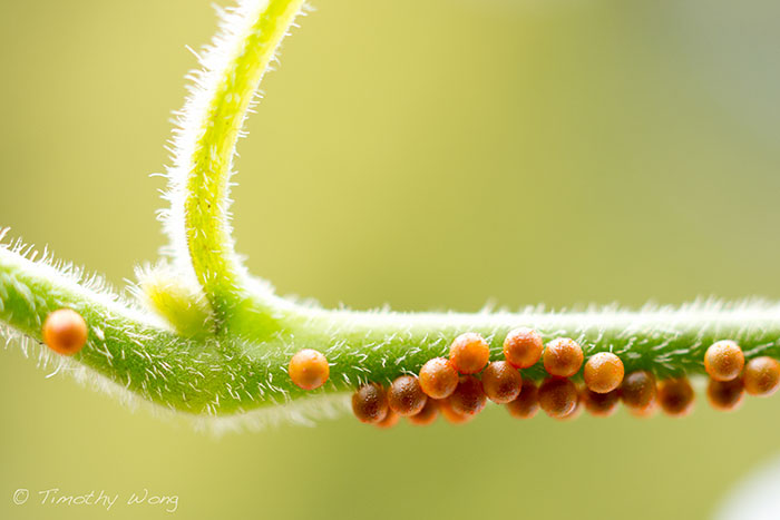 repoblacion-especie-mariposa-tim-wong-california (3)