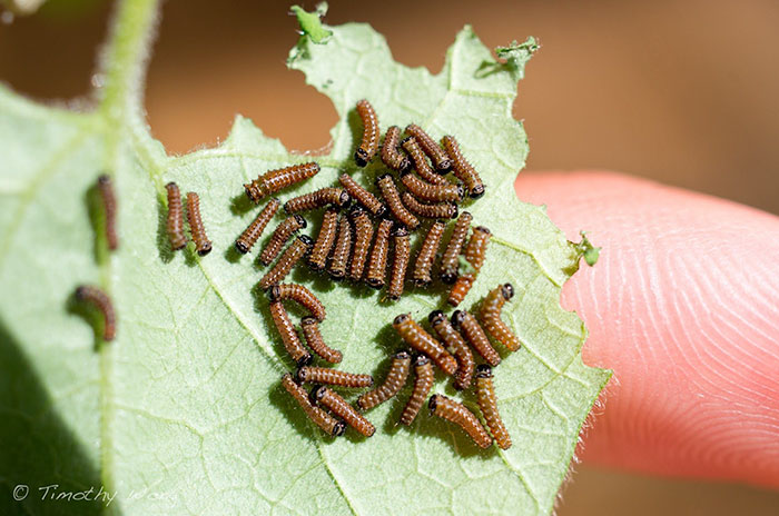 repoblacion-especie-mariposa-tim-wong-california (4)