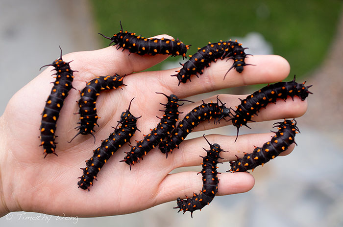 repoblacion-especie-mariposa-tim-wong-california (5)