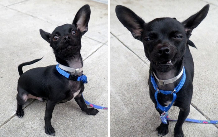 Este perro intenta impresionar a los futuros dueños que lo adopten con una sesión de fotos, pero este fue el resultado