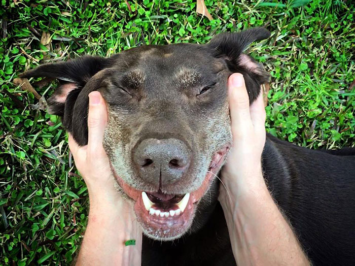 viaje-eeuu-perro-cancer-bella-robert-kugler (1)