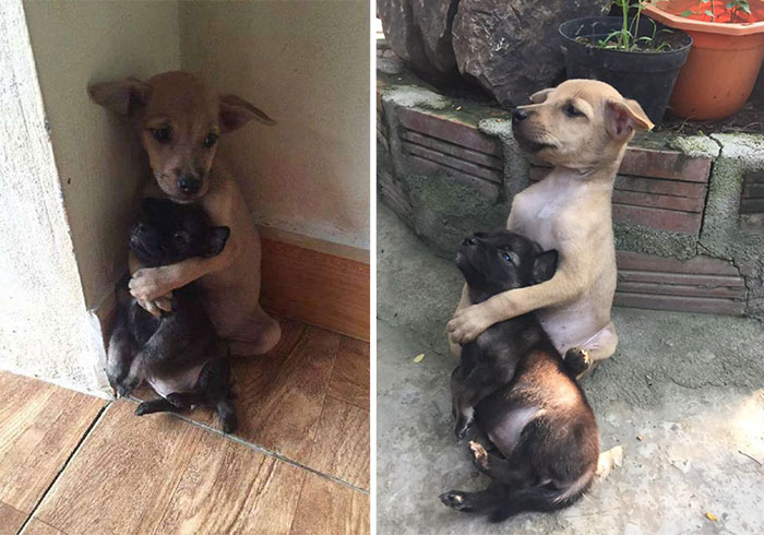 Estos cachorros callejeros no han dejado de abrazarse desde que fueron rescatados