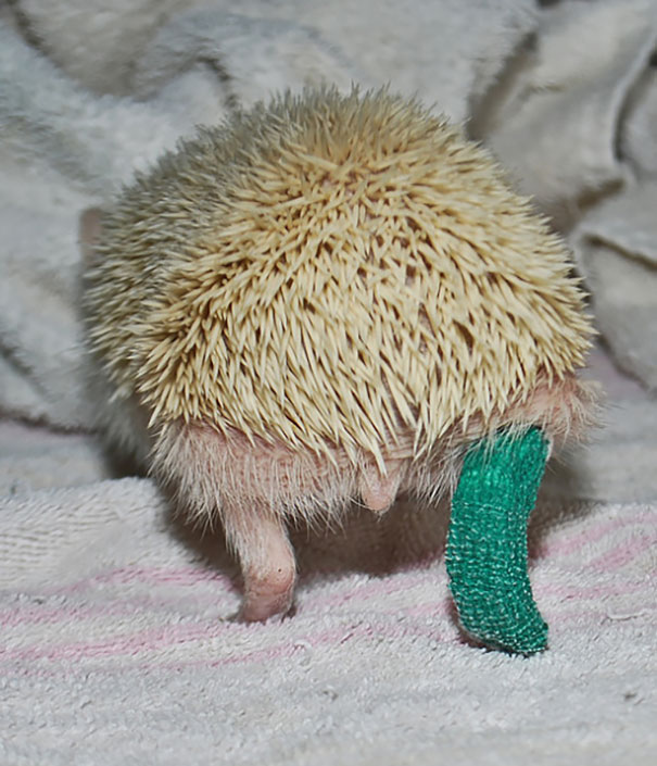 animales-mascotas-escayoladas (3)