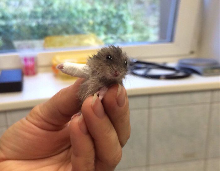 Este hamster diminuto con una pata rota es encantador