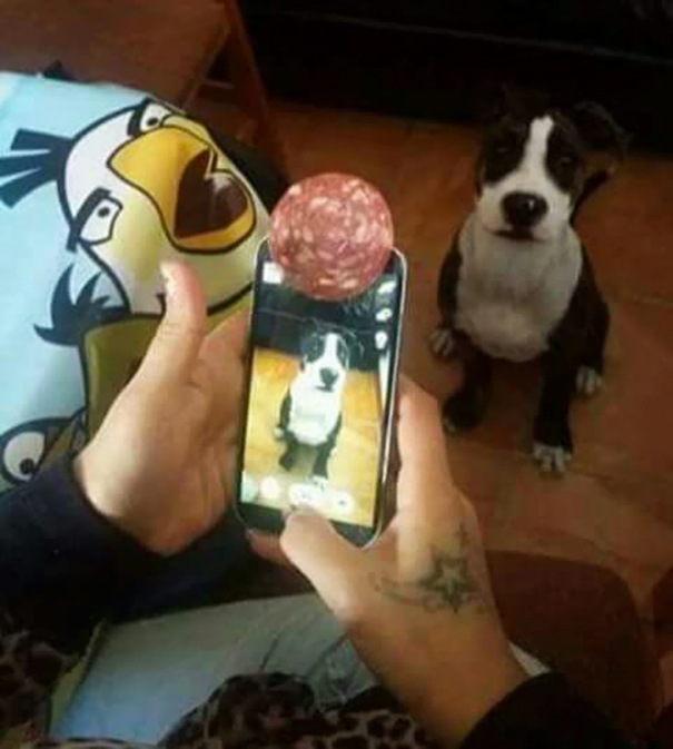 duenos-creativos-perros (7)