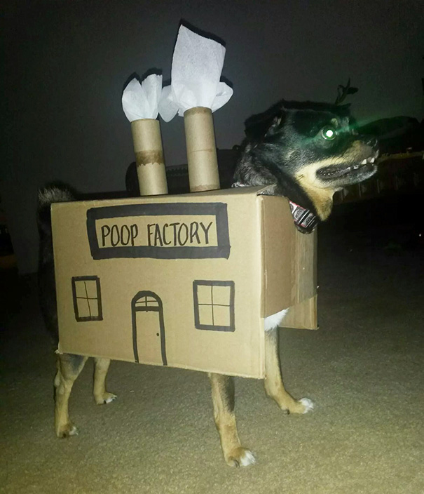 duenos-creativos-perros (9)