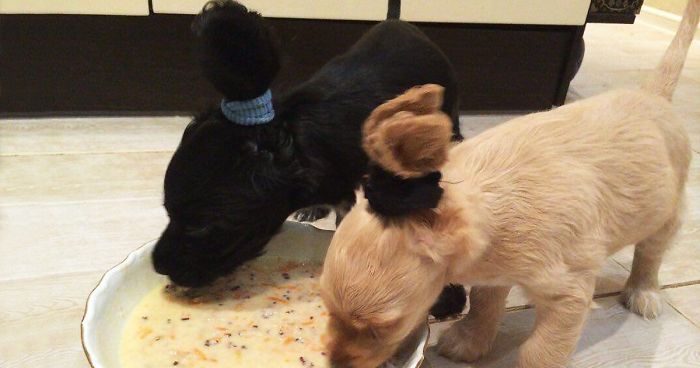 15 Dueños creativos que hicieron cosas ingeniosas por sus perros