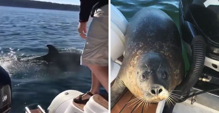 Una foca perseguida por 12 ballenas asesinas hambrientas saltó al interior de un barco buscando ayuda