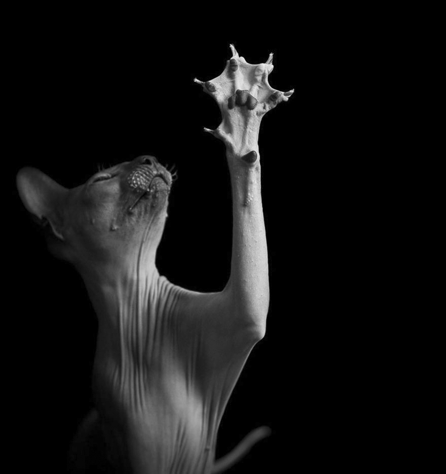 fotos-blanco-negro-gatos-misteriosos (1)