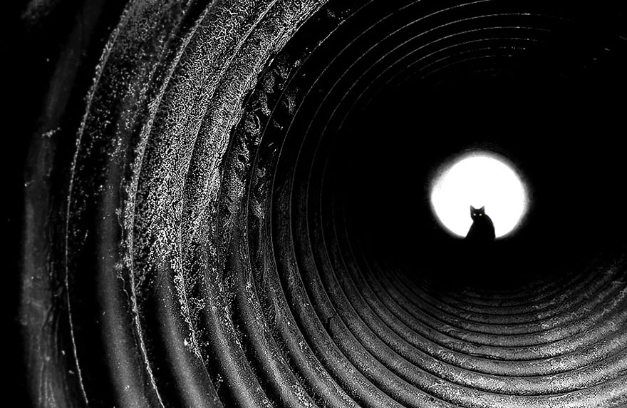 fotos-blanco-negro-gatos-misteriosos (10)