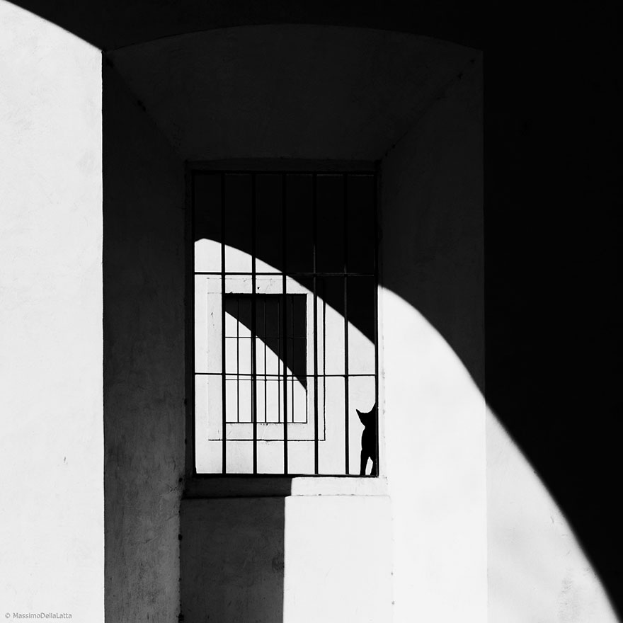 fotos-blanco-negro-gatos-misteriosos (15)