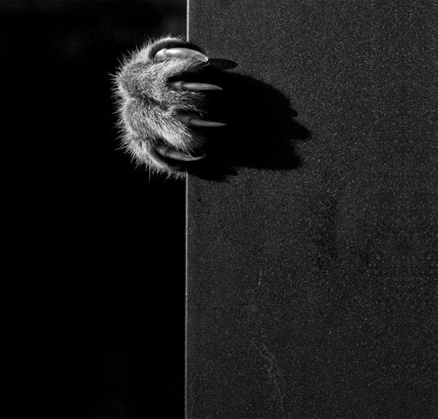fotos-blanco-negro-gatos-misteriosos (6)