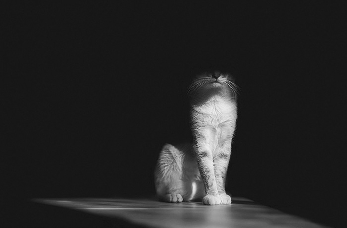 Las misteriosas vidas de los gatos captadas en blanco y negro
