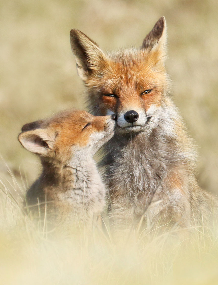 fotos-zorros-joke-hulst-holanda