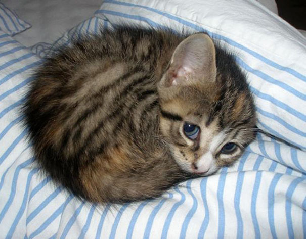 gatitos-adorables (1)