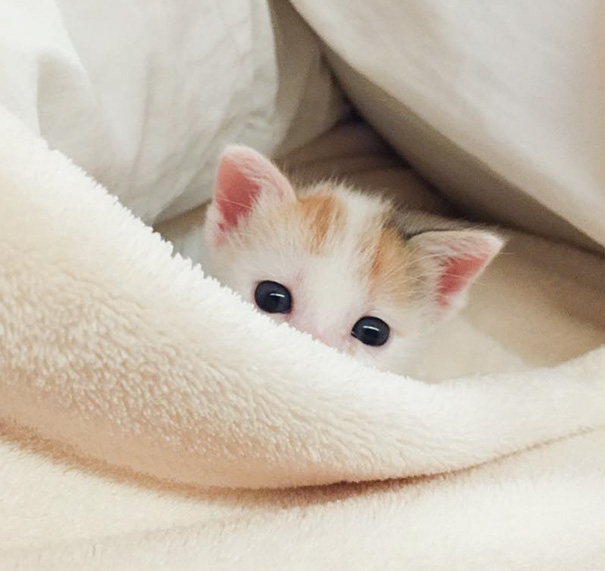 gatitos-adorables (10)