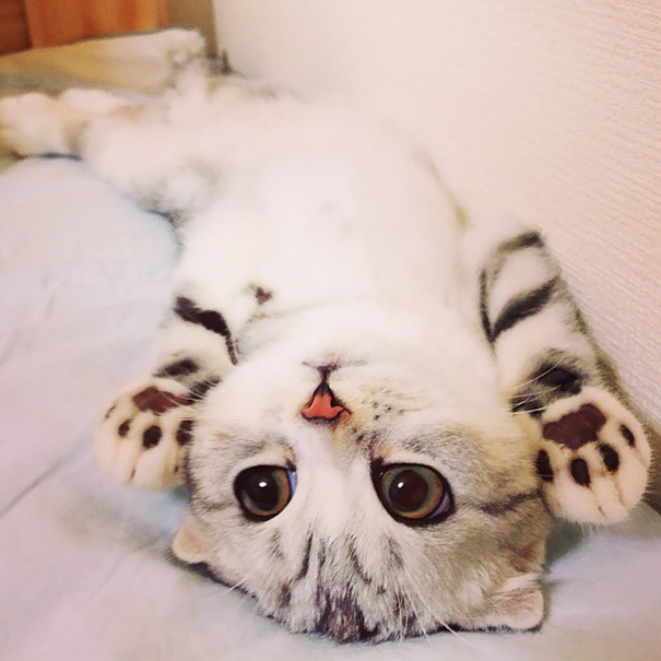 gatitos-adorables (11)
