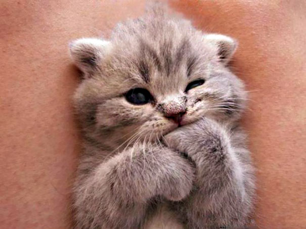 gatitos-adorables (12)
