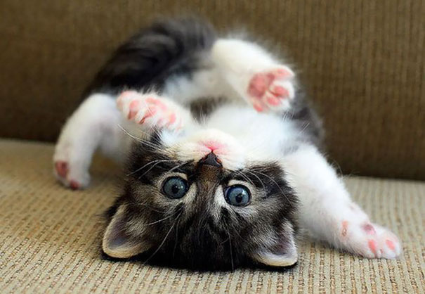 gatitos-adorables (13)