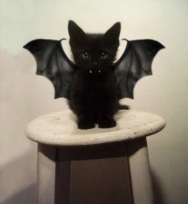 gatitos-adorables (14)