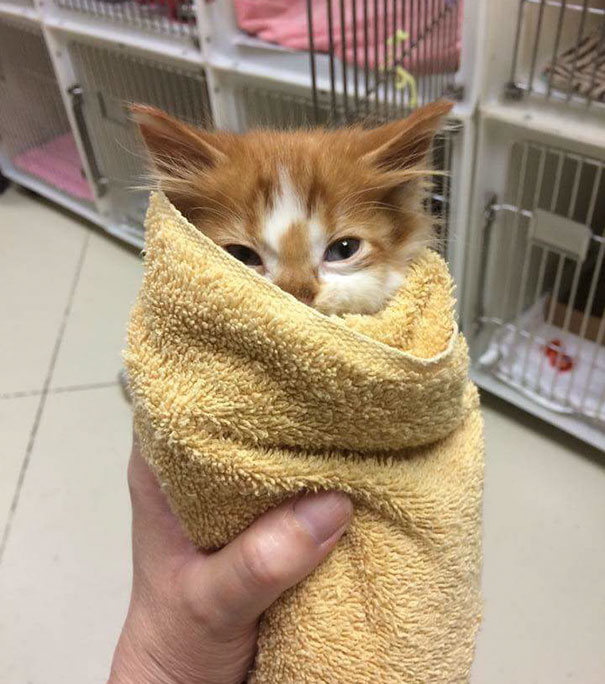 gatitos-adorables (16)