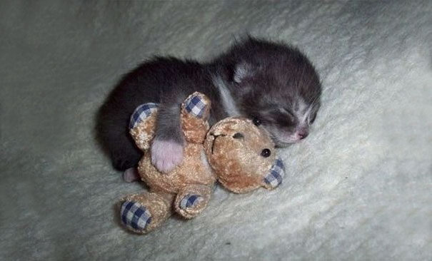 gatitos-adorables (17)