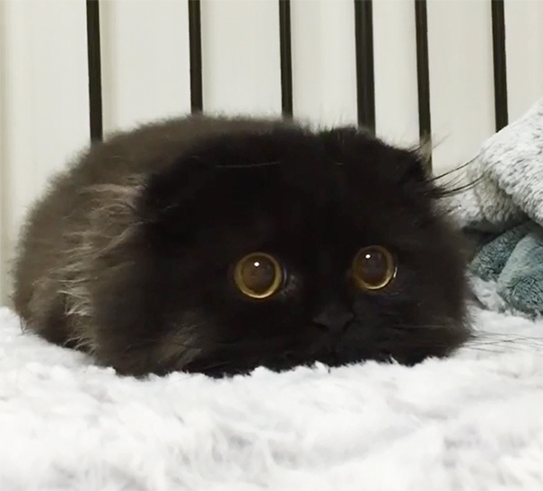 gatitos-adorables (18)