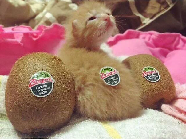 gatitos-adorables (19)