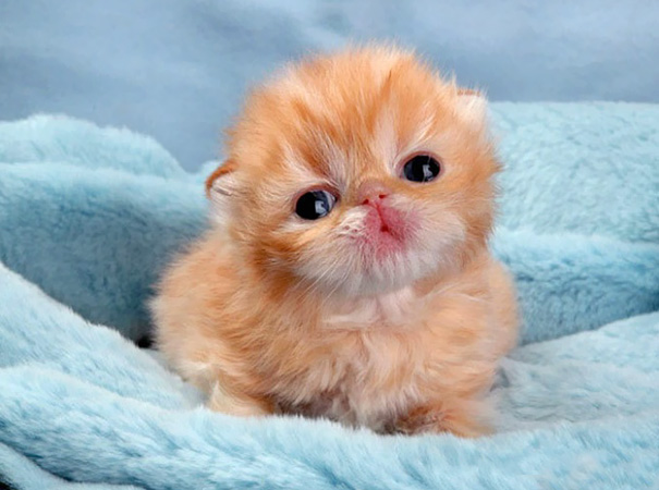 gatitos-adorables (2)